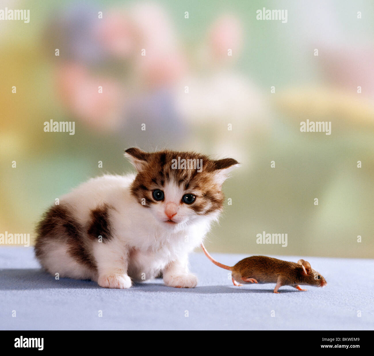 domestic kitten four weeks mouse Stock Photo