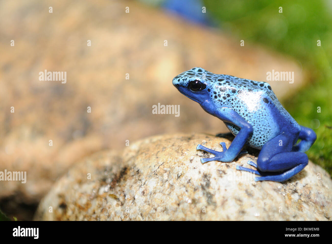 Blue Poison Dart Frog sitting stone / Dendrobates tinctorius azureus