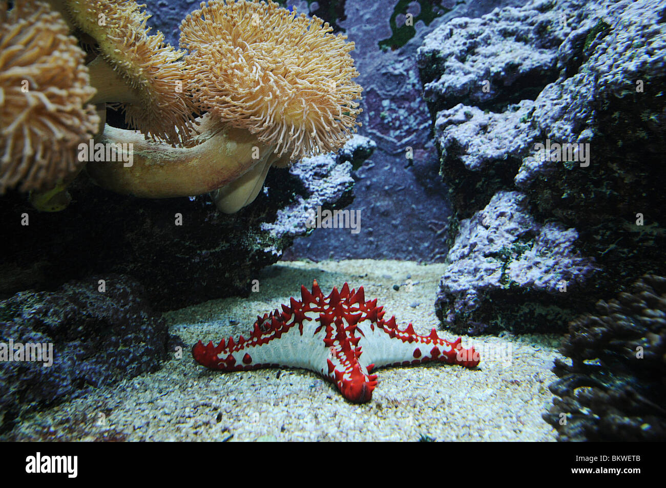 Red-knobbed starfish / Protoreaster linckii Stock Photo