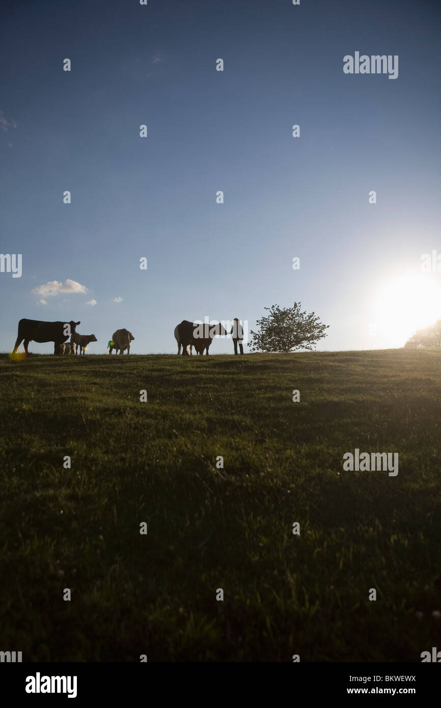 Field Of Cows High Resolution Stock Photography And Images Alamy