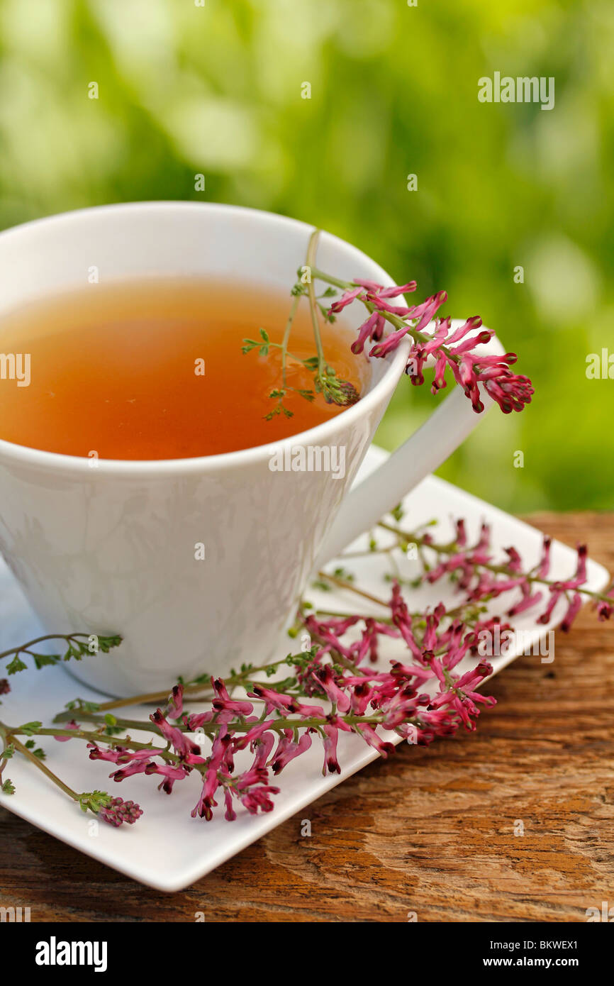 Fumitory infusion Fumaria officinalis Stock Photo