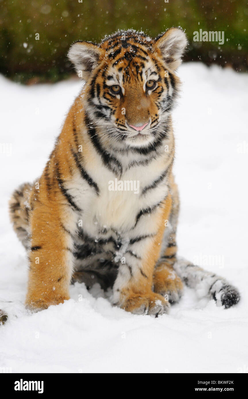 baby siberian tiger images
