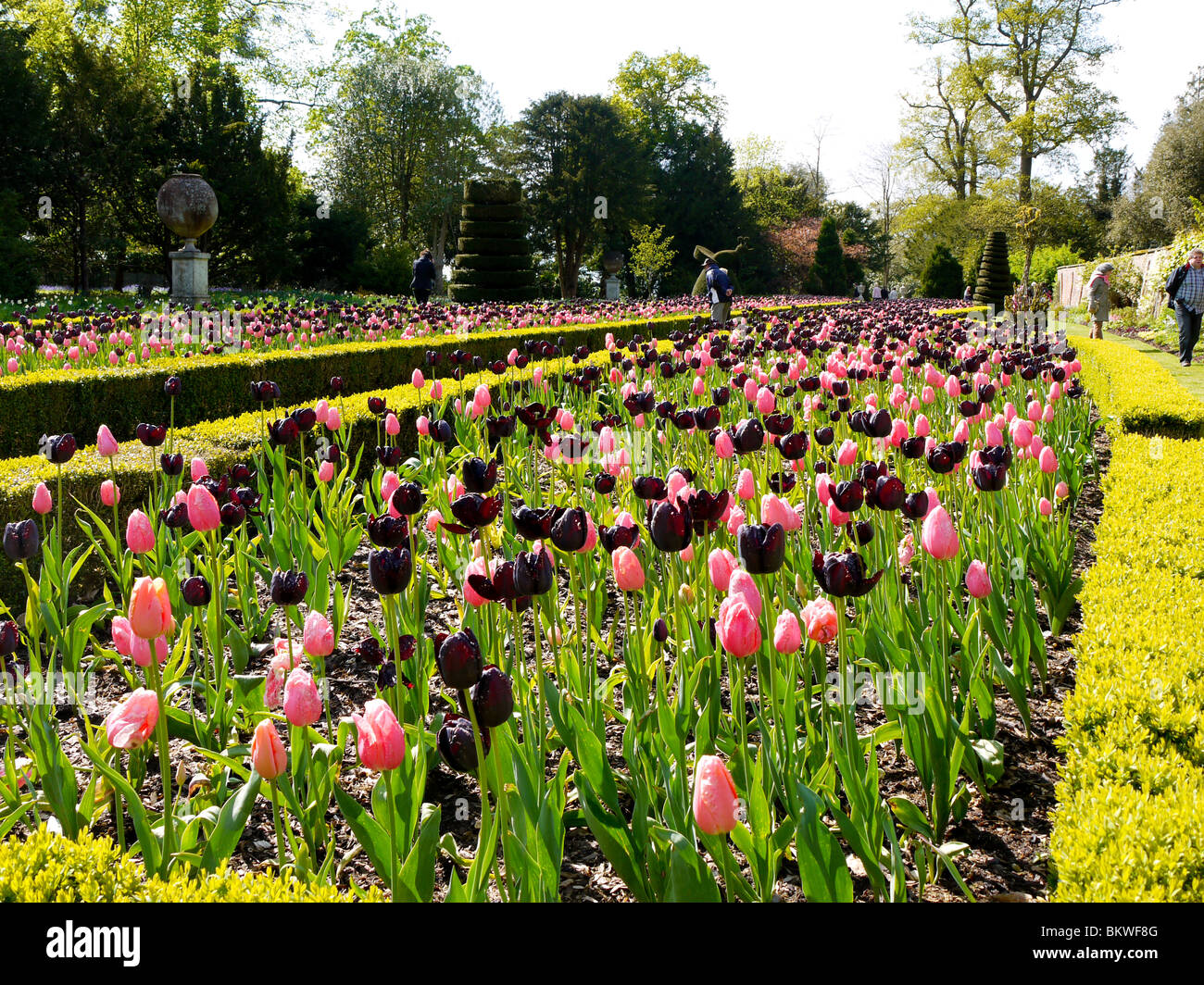 Tulips in the Long Garden, Cliveden House, National Trust Property, Bucks, UK Stock Photo