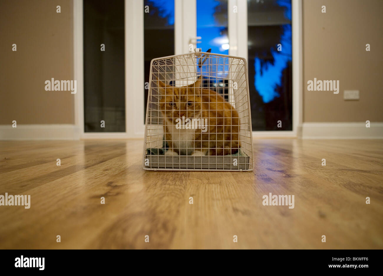 tabby cat transport cage Stock Photo Alamy