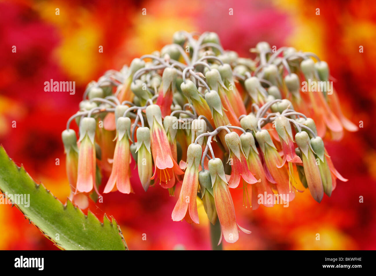 Succulent plant Bryophyllum pinnatum Stock Photo