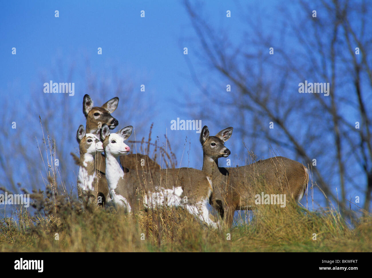Whitetail doe with her yearlings including two piebald deer Southeastern USA Stock Photo