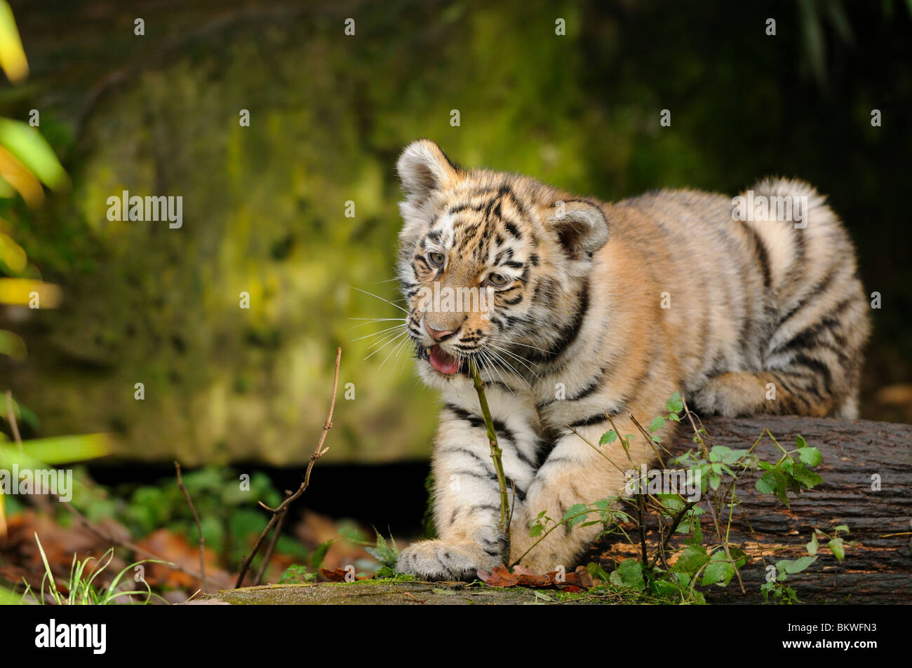 Siberian tiger cub biting twig / Panthera tigris altaica Stock Photo ...