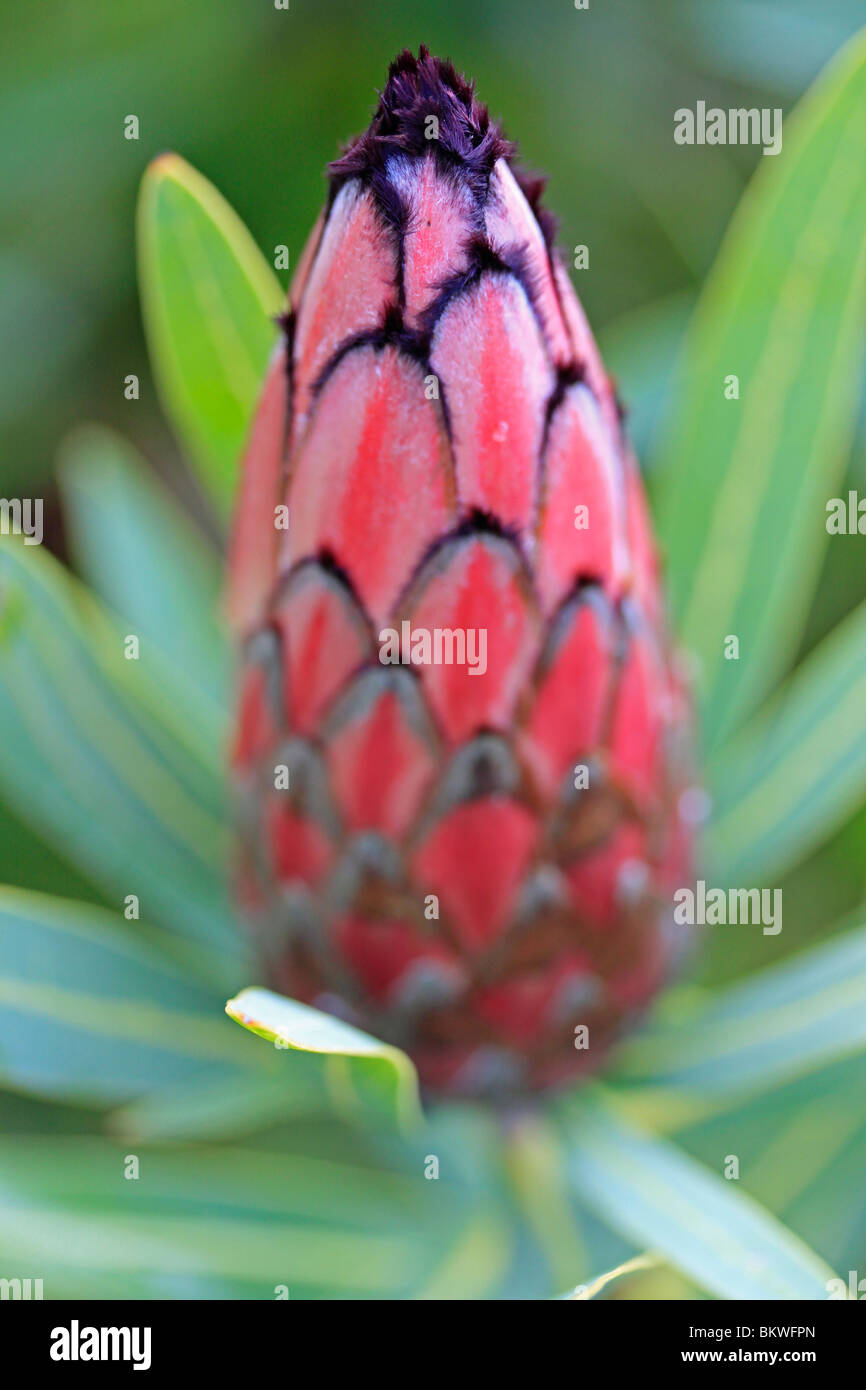 Protea, Sugarbush flower  in Kirstenbosch National Botanical Gardens, Cape Town, South Africa. Stock Photo