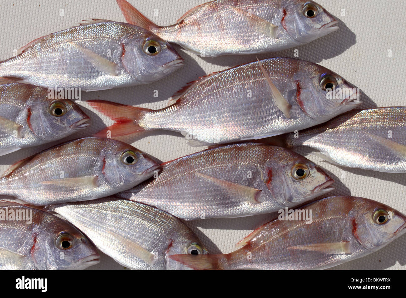 common pandora fish pagellus erythrinus mediterranean catch Stock Photo