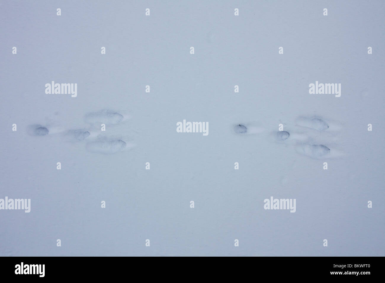 Rabbits track hi-res stock photography and images - Alamy