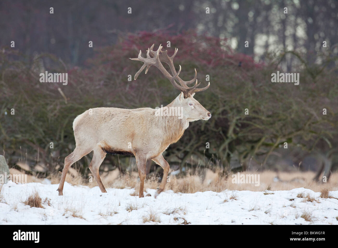 White stag best sale winter coats