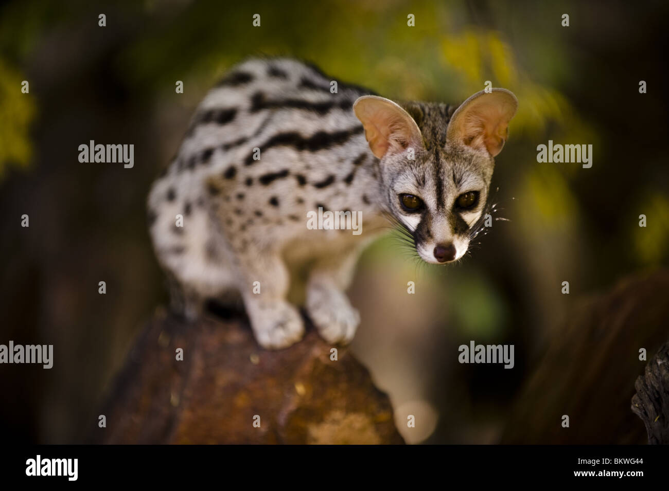 Хищное млекопитающее 7 букв. Африканская саванна гиены. Хищное млекопитающее 7 букв. Хищное млекопитающее 7 букв. Фосса(мадагаскарский лев).