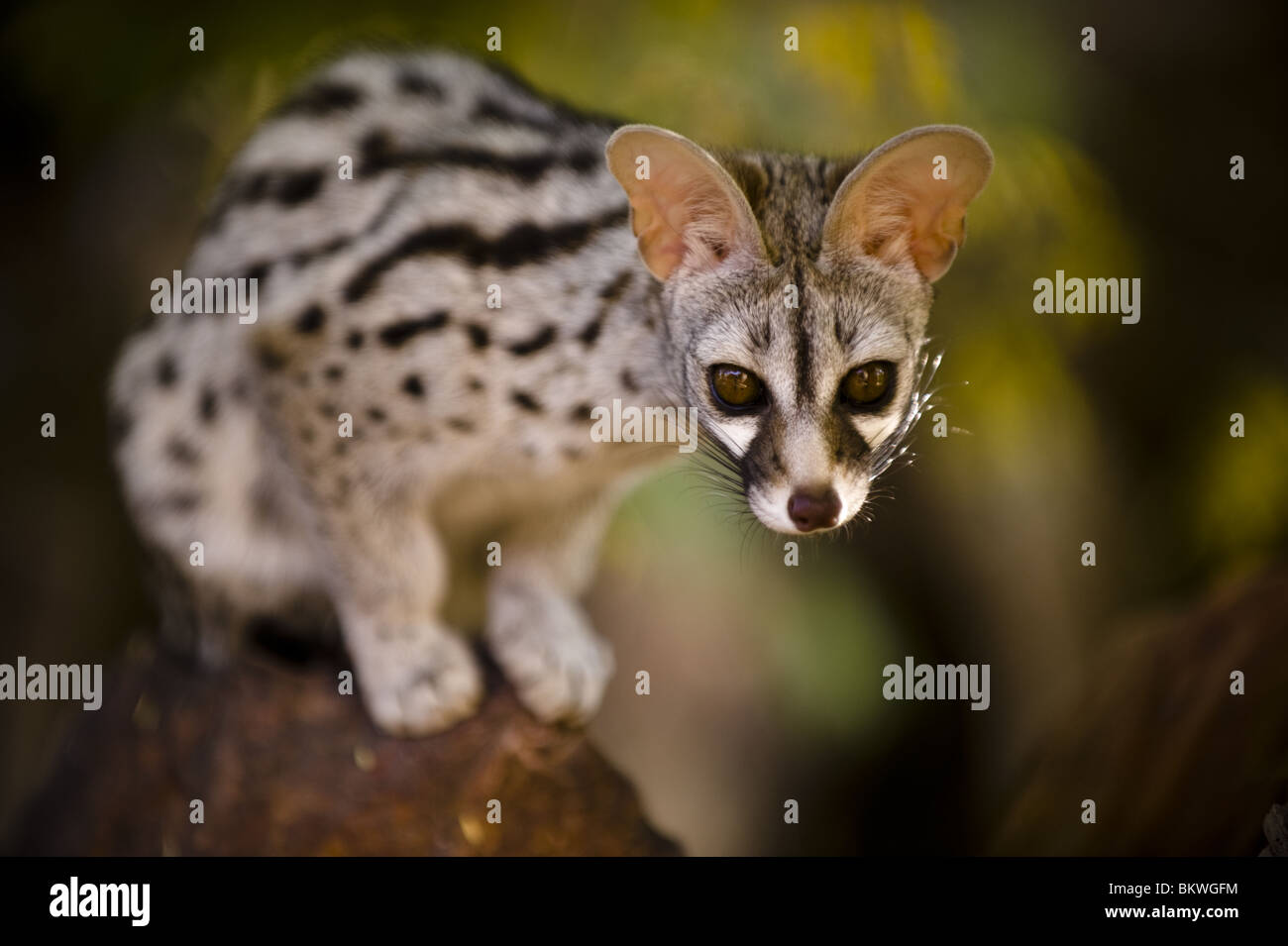 Small spotted genet, Damaraland, Namibia. Stock Photo