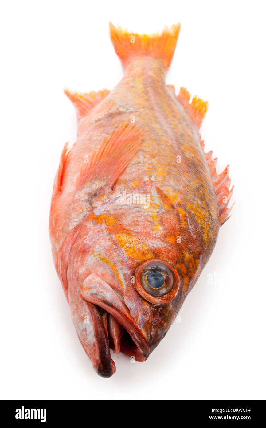Red Fish with white background Stock Photo