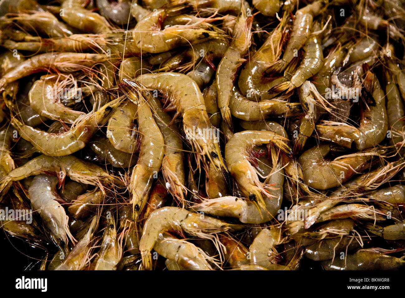 Fresh prawn shrimp on the market Stock Photo - Alamy