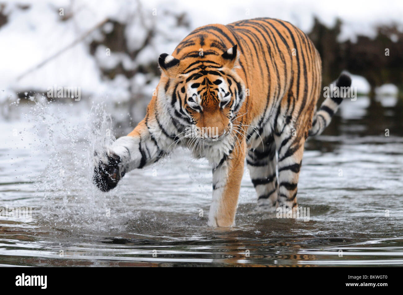 Siberian tiger water / Panthera tigris Stock Photo