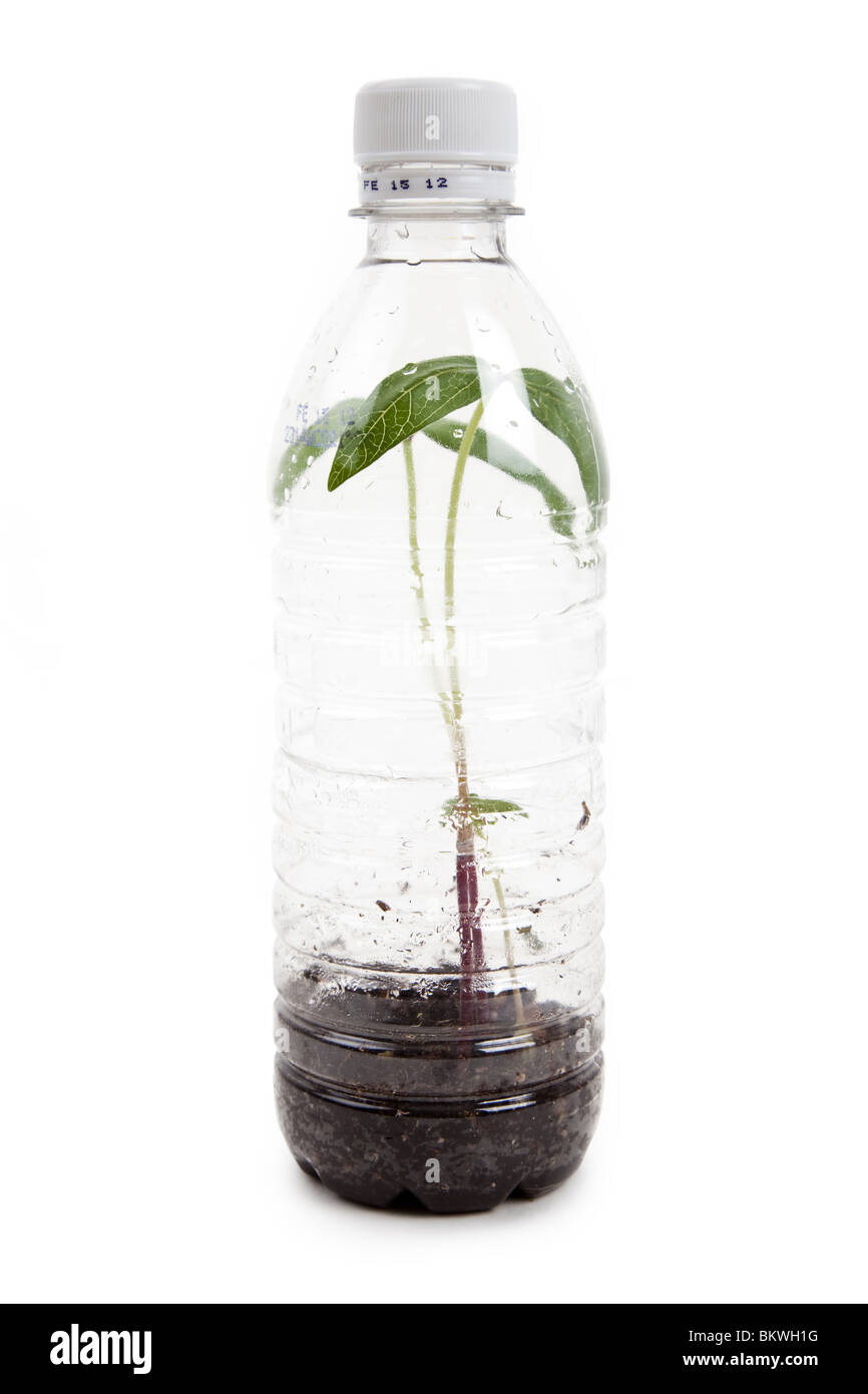 plastic bottle and Sprout with white background Stock Photo