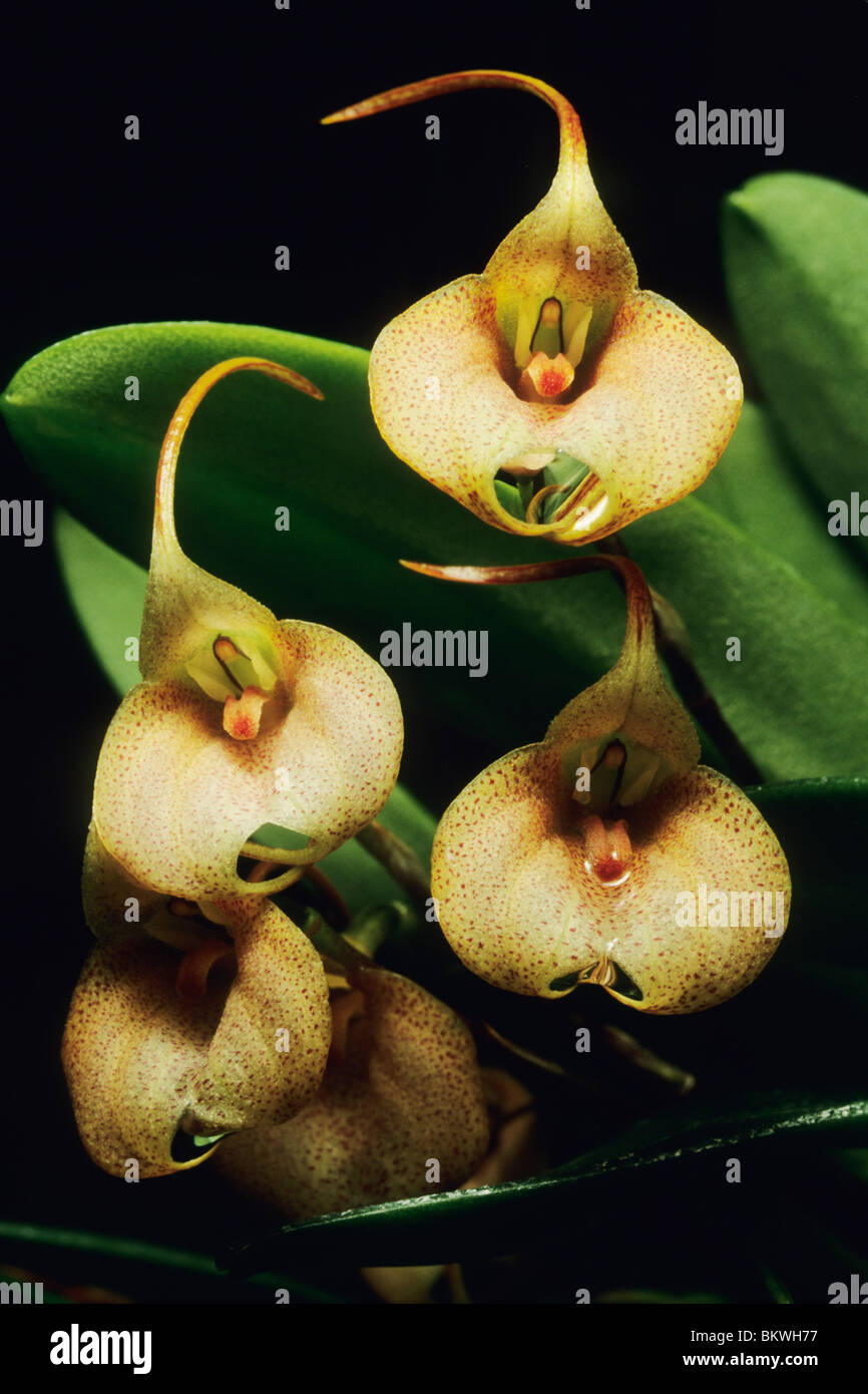 Orchids, (Masdevalia floribunda), Mexico Stock Photo