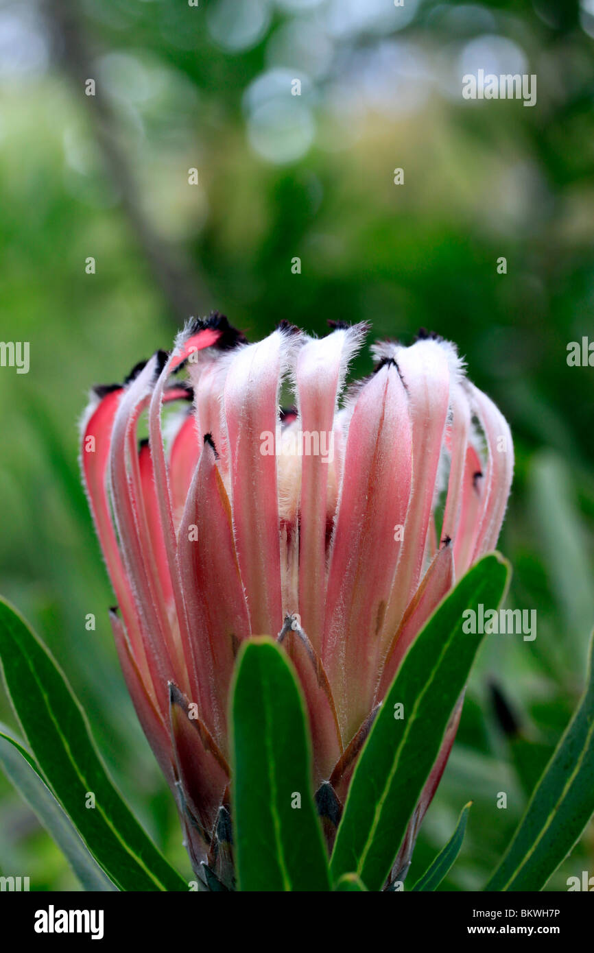 Protea, Sugarbush flower in Kirstenbosch National Botanical Gardens, Cape Town, South Africa. Stock Photo