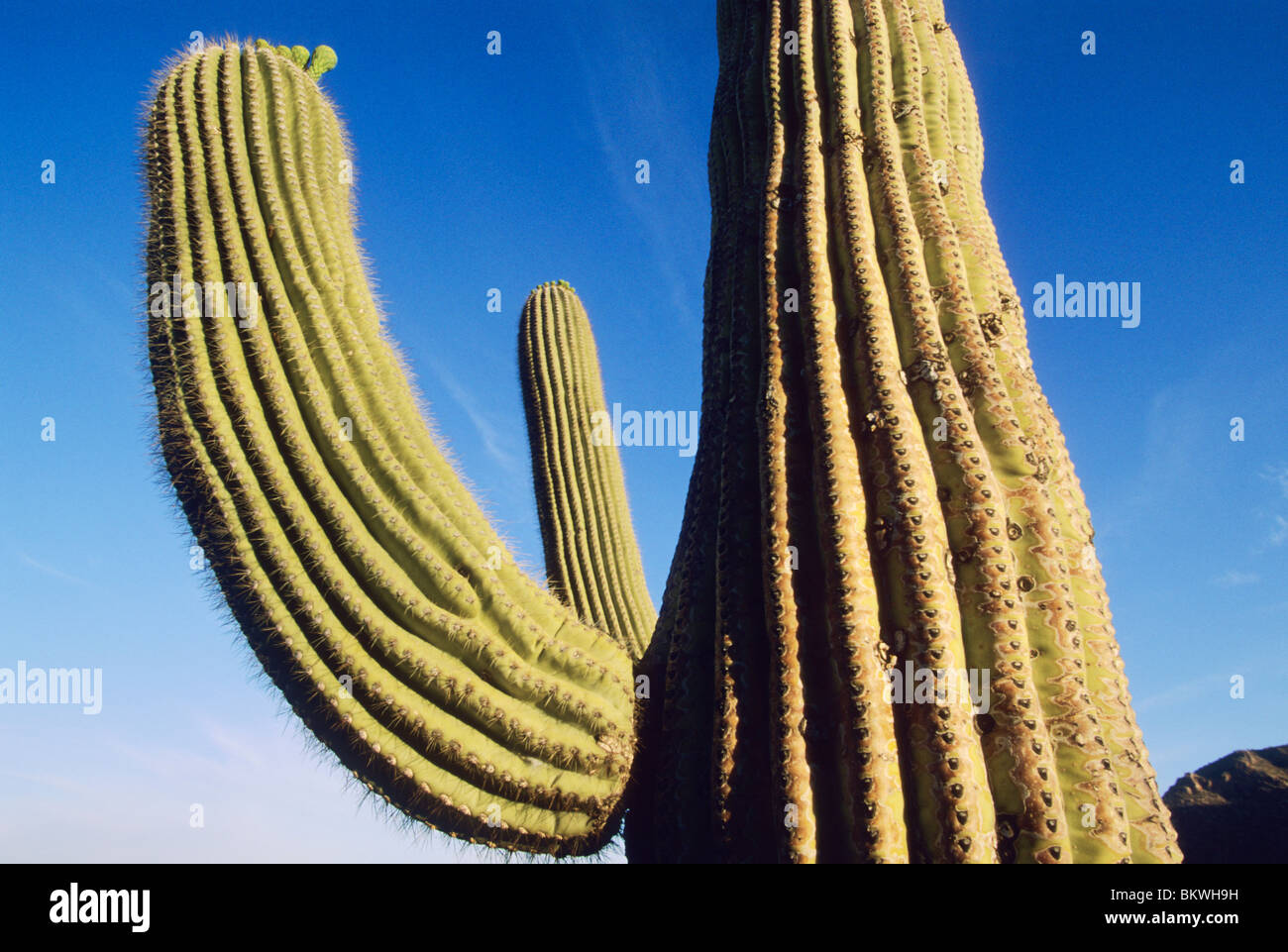 25 Semi Giant Saguaro Cactus - Carnegia Gigantea, Pianta Southwest - Foto 7
