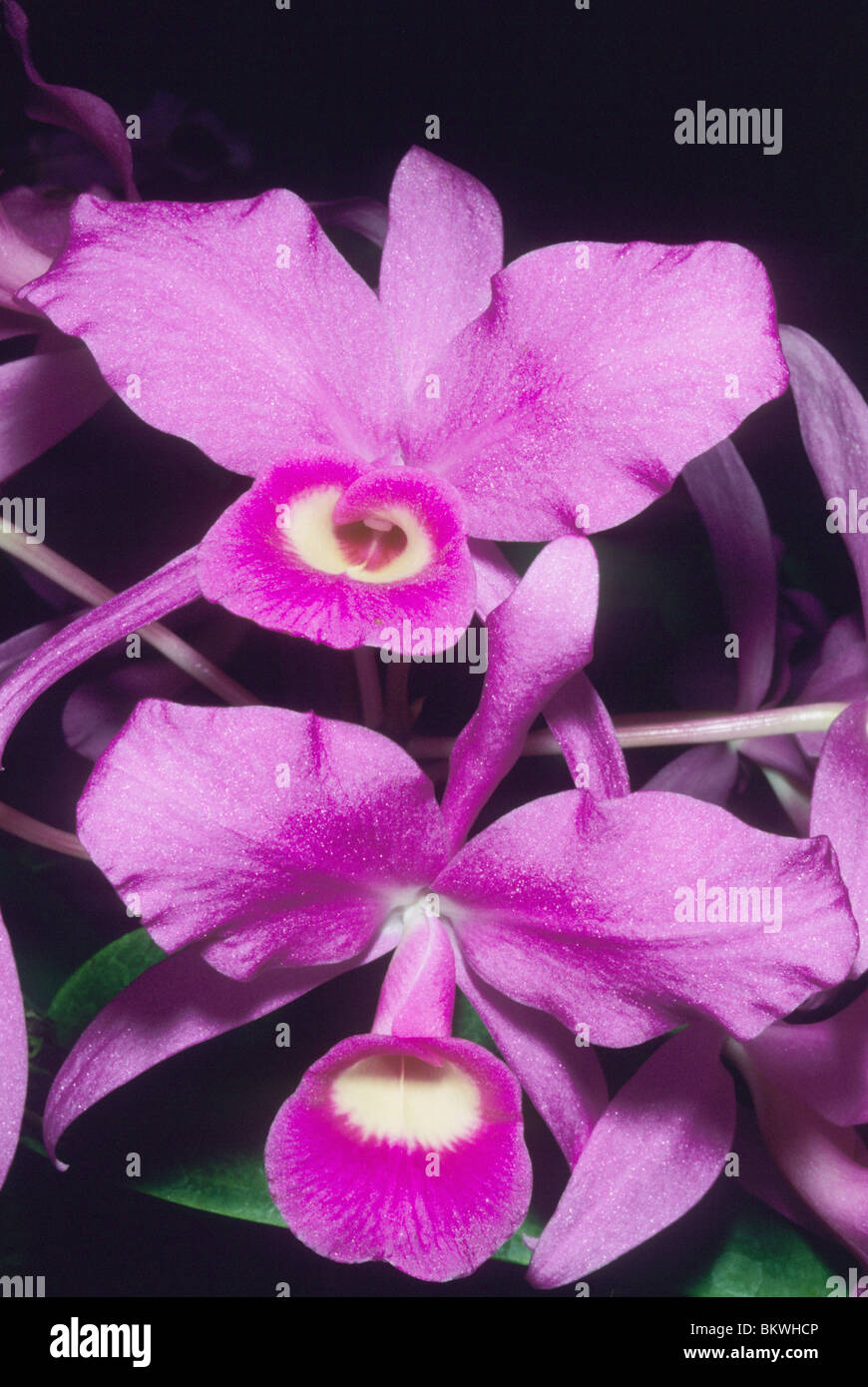 Orchid, (Cattleya skinneri), National flower of Costa Rica. Stock Photo