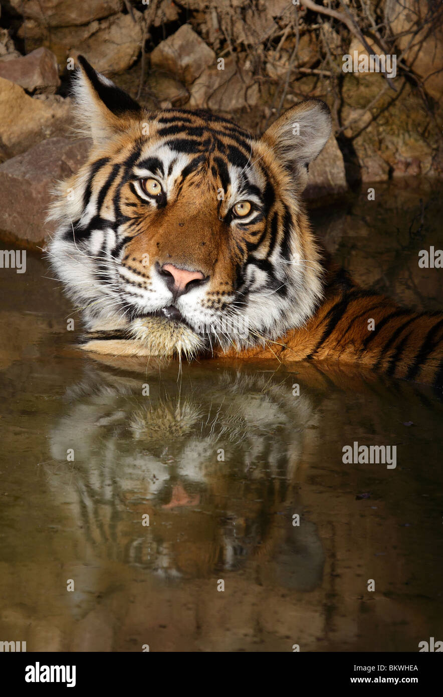 Bengal Tiger, Panthera tigris tigris, Ranthambhore, India Stock Photo