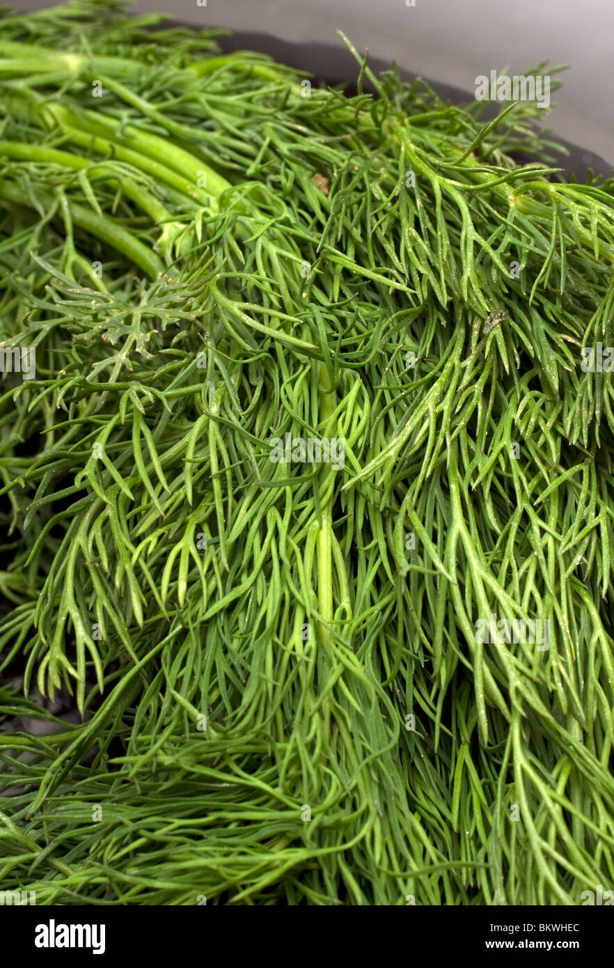 Dill Stock Photo