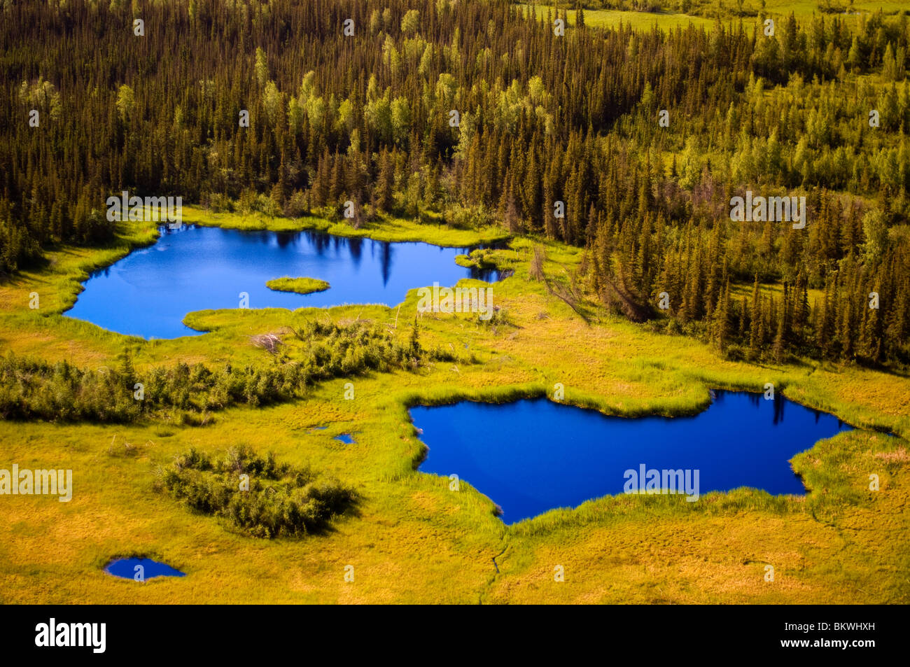 Two blue lakes in the forest, an aerial view. Stock photo for sale