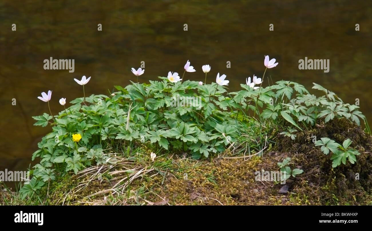 Wood Anemones on woodland floor at Aysgarth, North Yorkshire Stock Photo