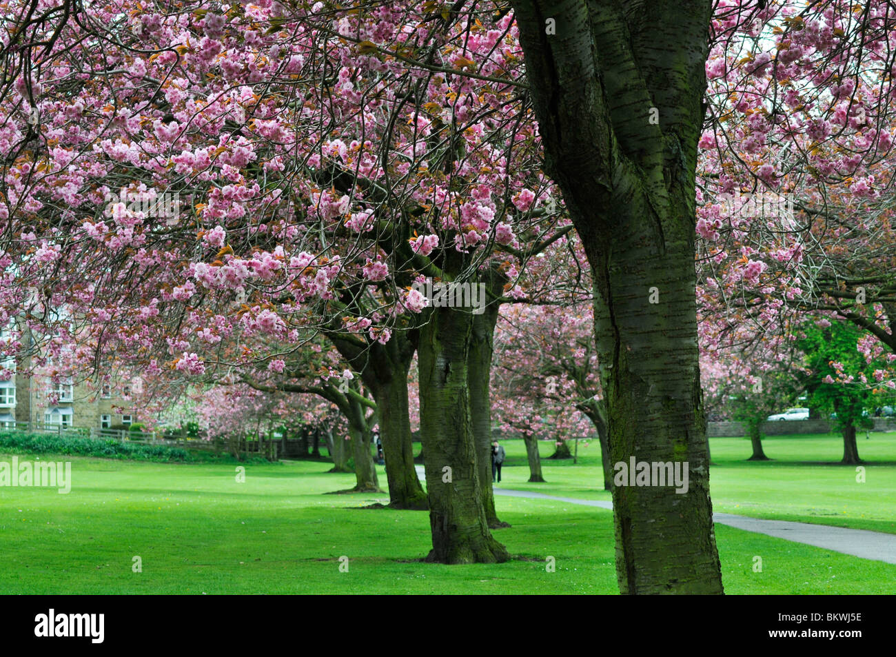 Japanese Cherry trees on the Stray in Harrogate, North Yorkshire Stock