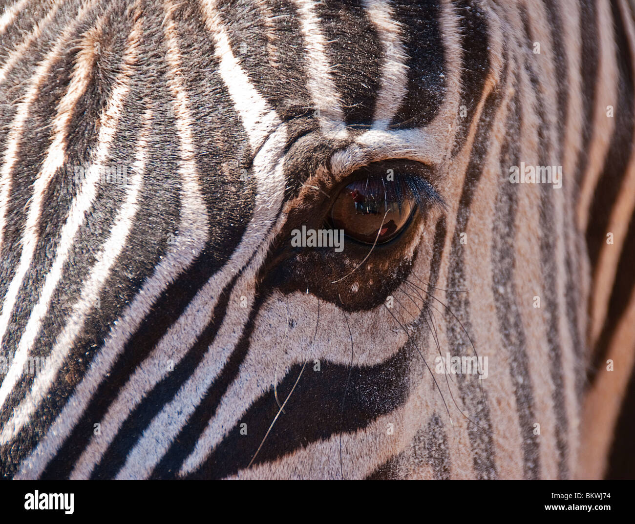 Close-up image of a zebra's eye Stock Photo