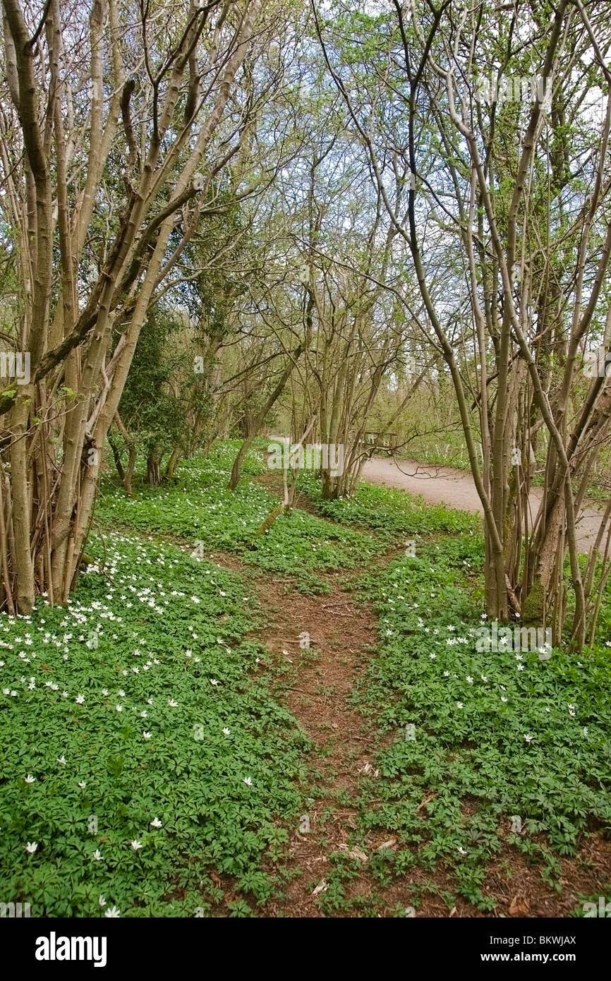 coppiced hazel in woodland at Aysgarth, North Yorkshire. Yorkshire Dales National Park. Stock Photo