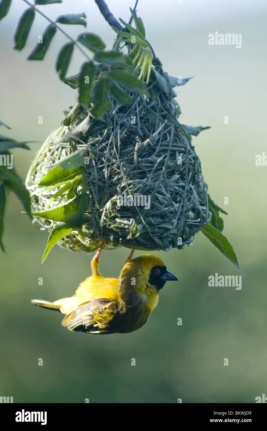 Masked weaver and nest, Namibia, Africa Stock Photo - Alamy