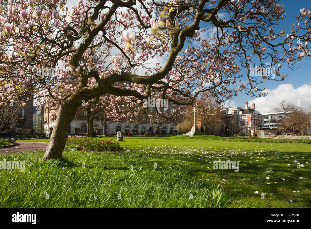 Blossoming magnolia tree in Forbury Gardens in the centre of Reading, Berkshire, Uk Stock Photo