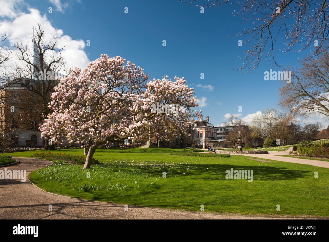 Blossoming magnolia tree in Forbury Gardens in the centre of Reading, Berkshire, Uk Stock Photo