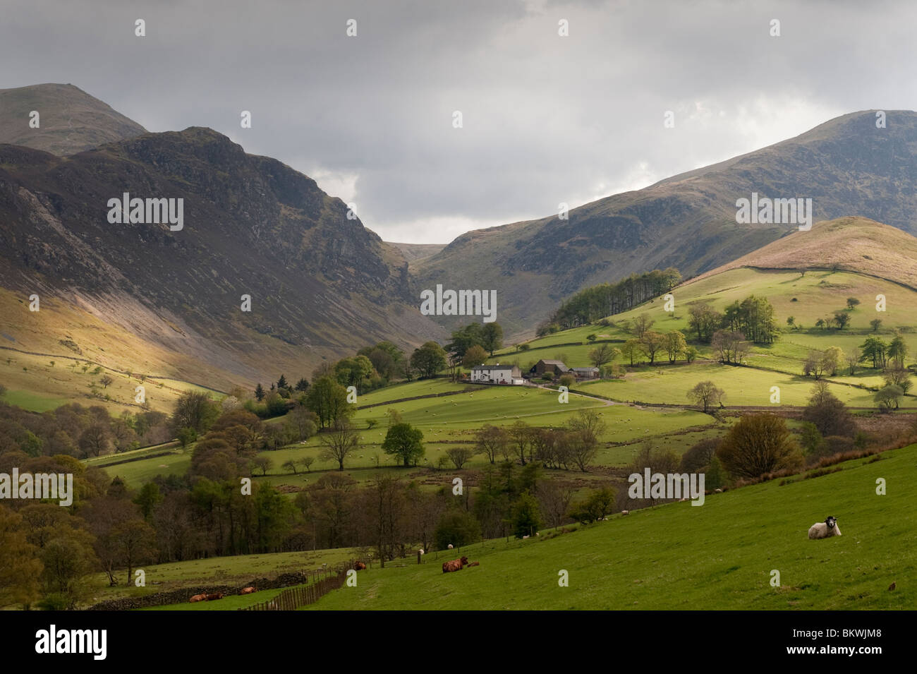 High Snab Farm below Hindscarth 2385ft a National Trust working sheep farm in the Newlands Valley in the English Lake District. Stock Photo