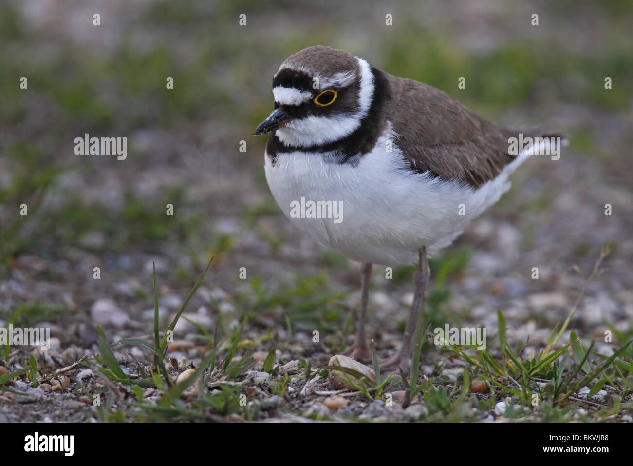 Little Ringed Plover Flußregenpfeifer Stock Photo - Alamy