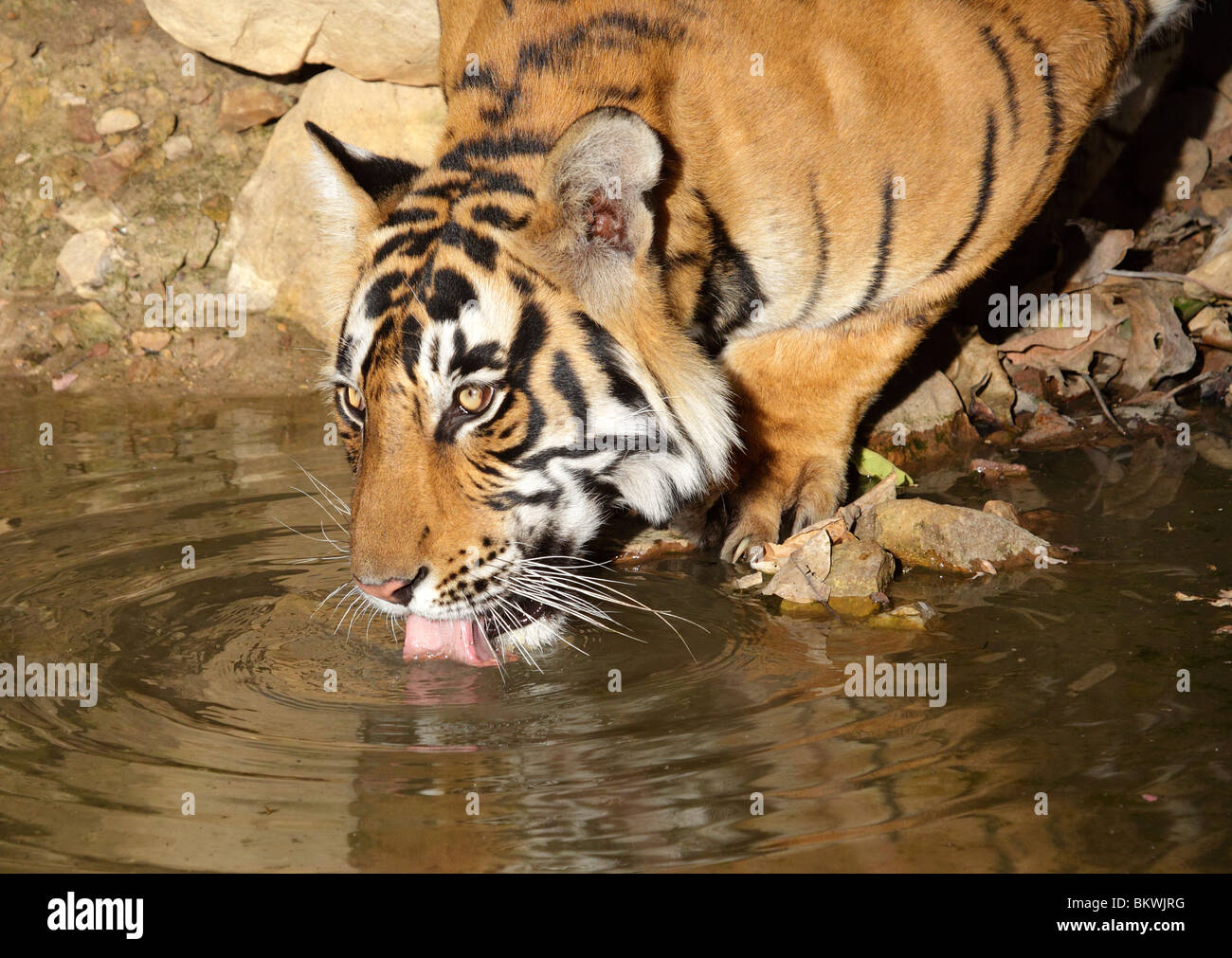 Bengal Tiger, Panthera tigris tigris, Ranthambhore, India Stock Photo