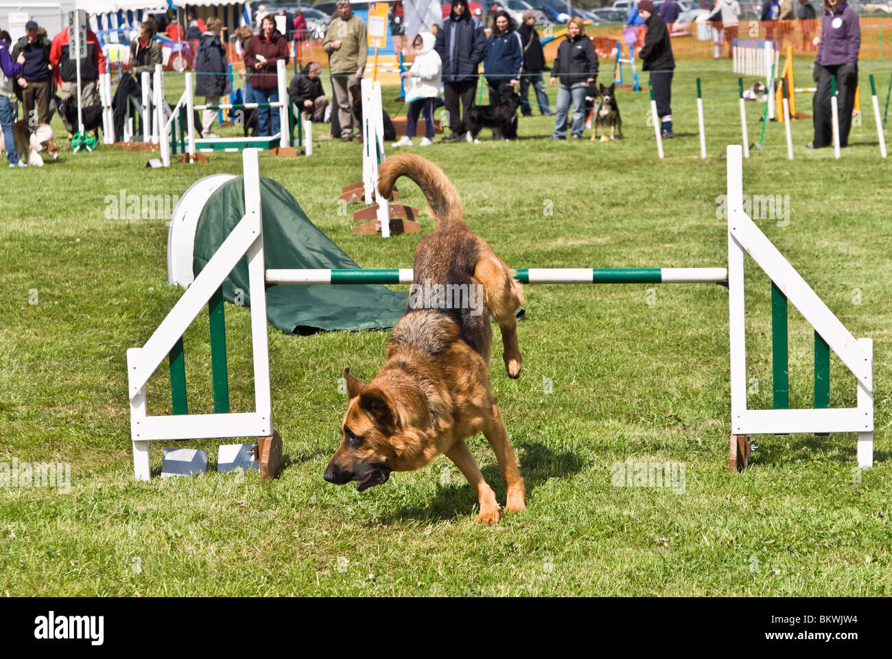 Canine agility competition Stock Photo - Alamy
