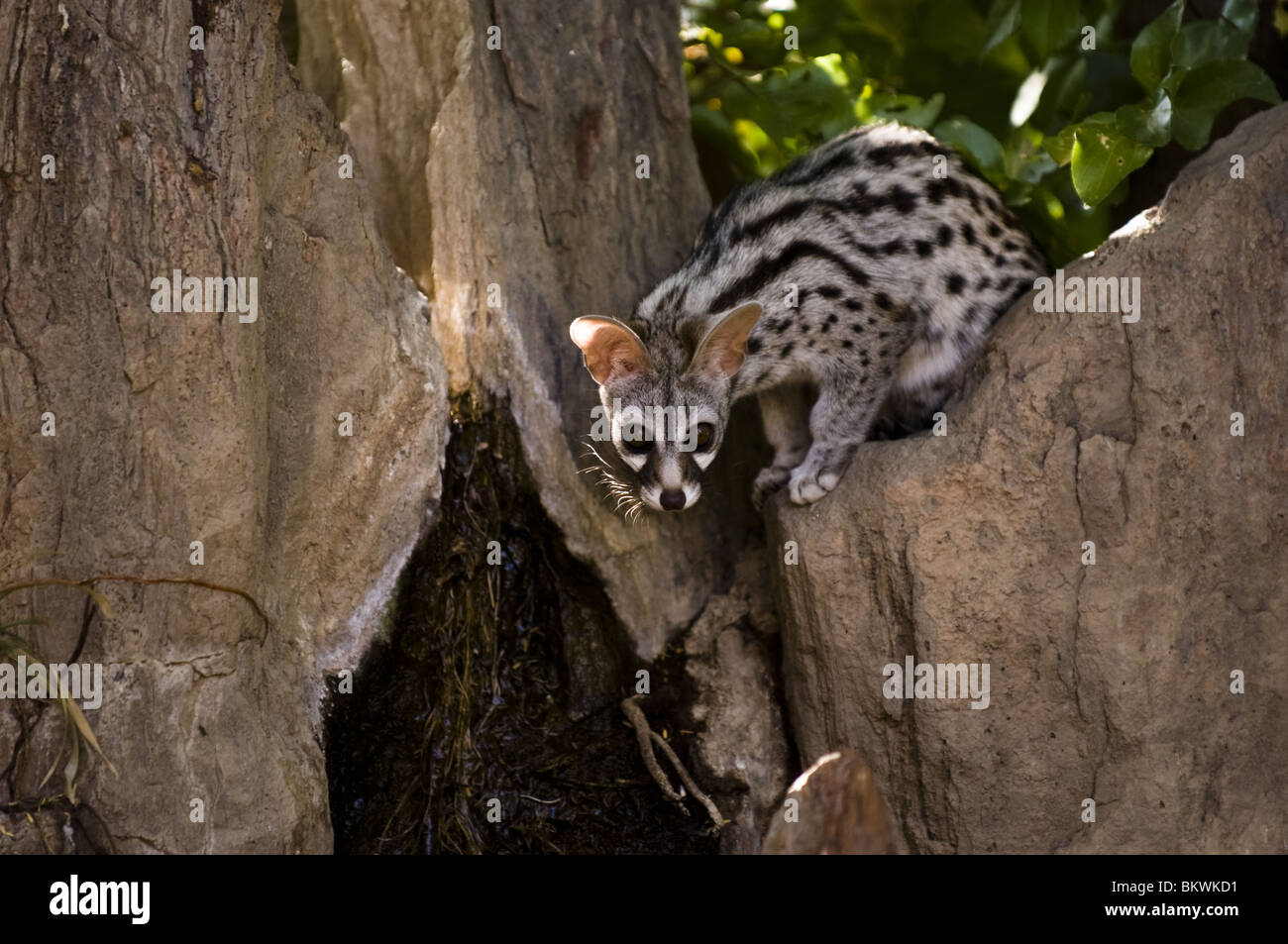 Small spotted genet, Damaraland, Namibia. Stock Photo