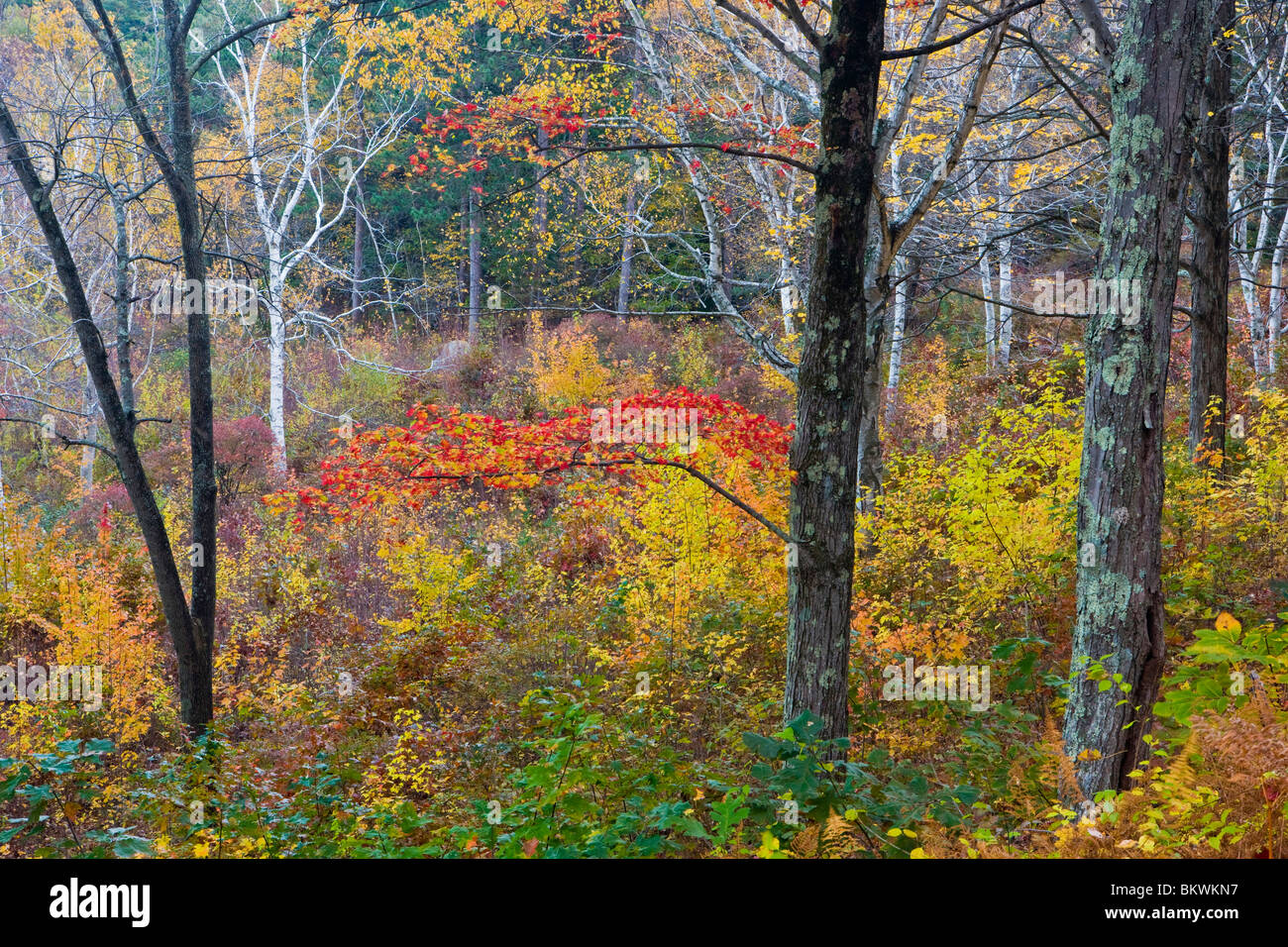 Fall colors in the forest in the Quabbin Reservoir Reservation in Ware, Massachusetts. Stock Photo