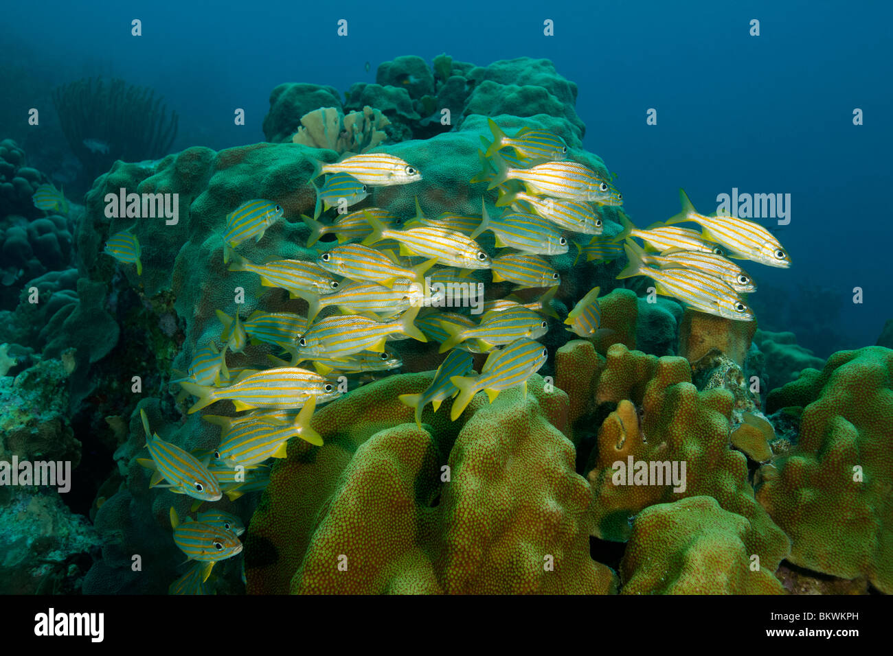 Smallmouth Grunt (Haemulon chrysargyreum) on a tropical coral reef in Bonaire, Netherlands Antilles. Stock Photo