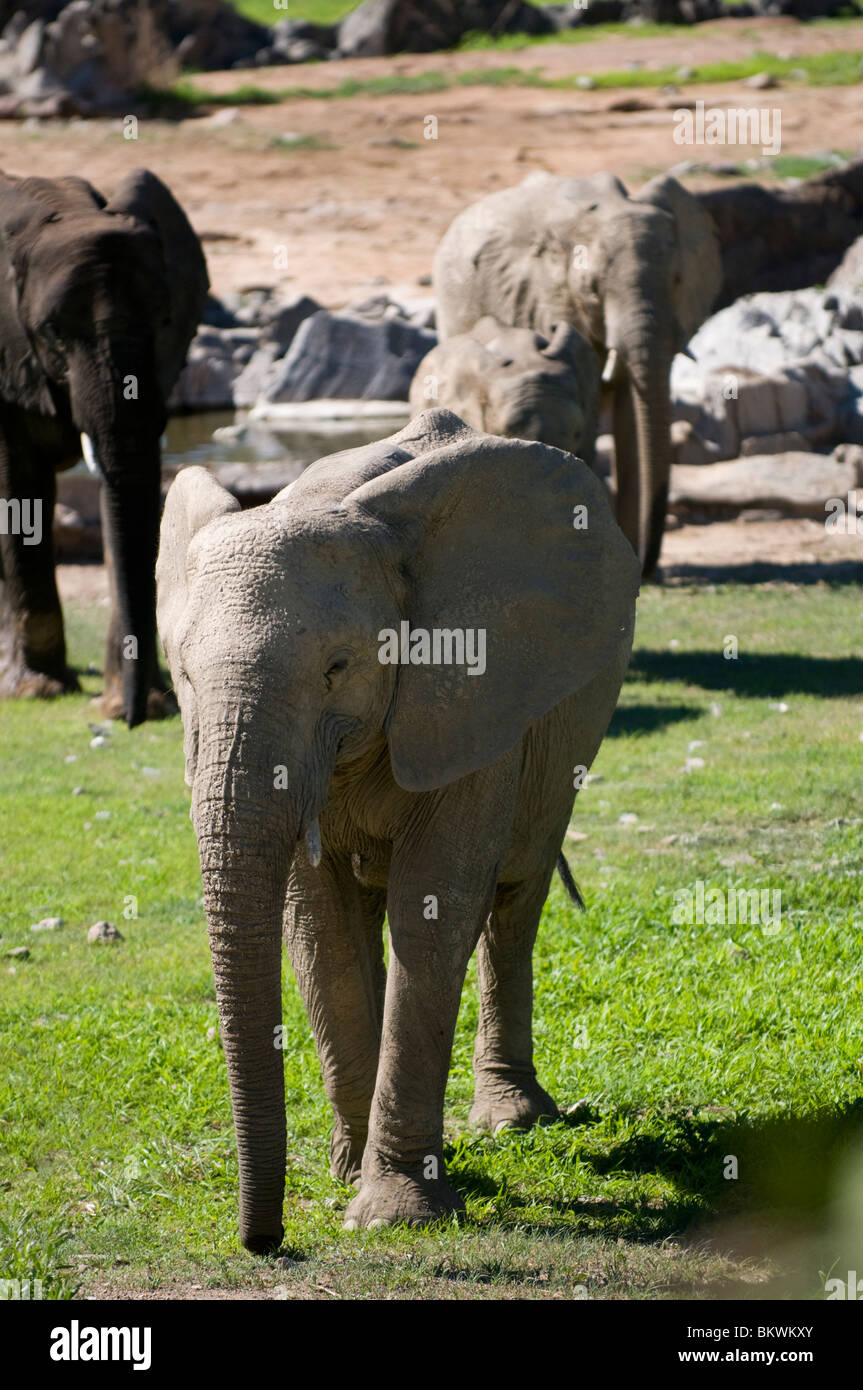 Elephants at a waterhole, Hobatere, Damaraland, Kunene region, Namibia Stock Photo