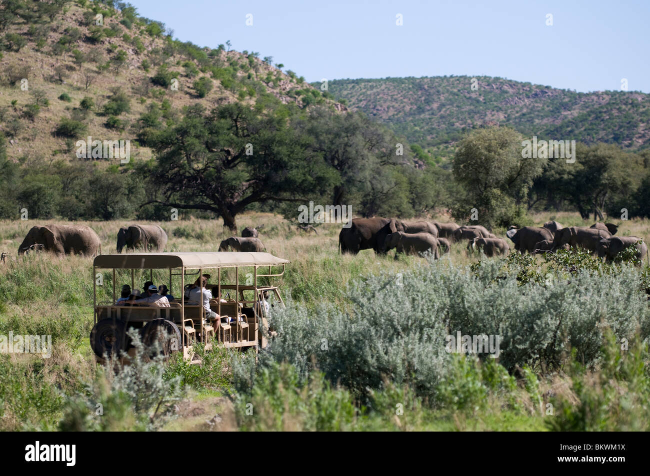 Tourists watching elephants at Hobatere, Damaraland, Kunene Region, Namibia. Stock Photo