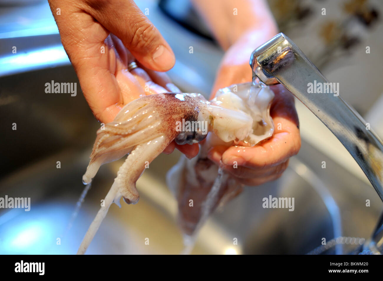 Freshly caught squid being washed and prepared under a tap ready for