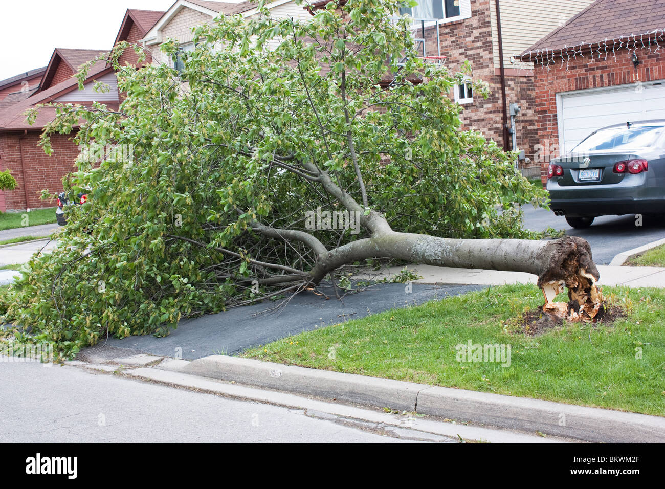 tree fall down broken damage street house driveway danger Stock Photo