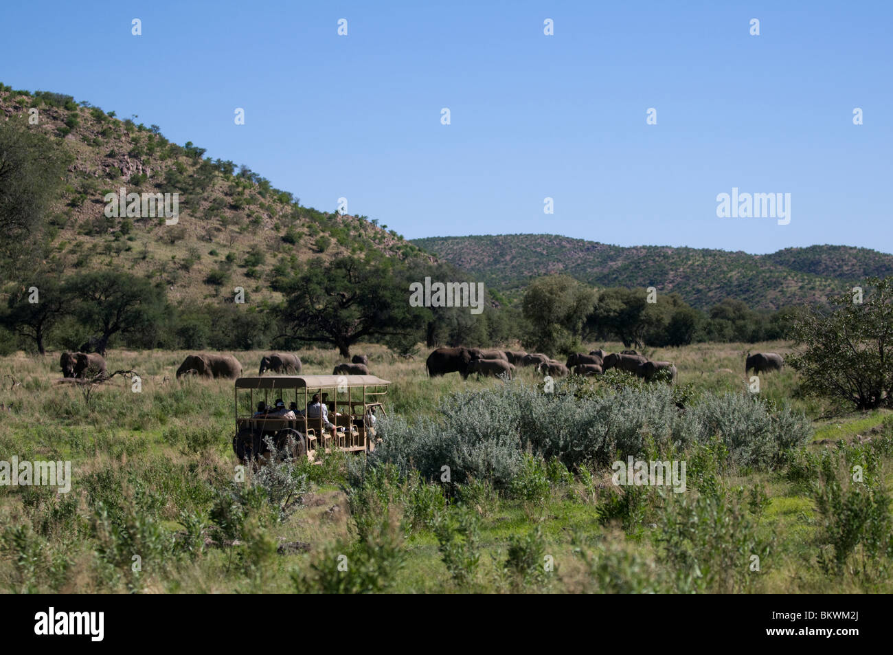 Tourists watching elephants at Hobatere, Damaraland, Kunene Region, Namibia. Stock Photo