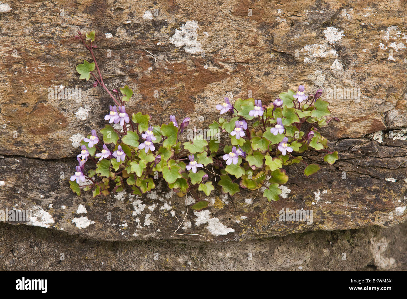 Ivy-leafed Toadflax (Cymbalaria muralis) growing on the walls of Richmond Castle , North Yorkshire Stock Photo