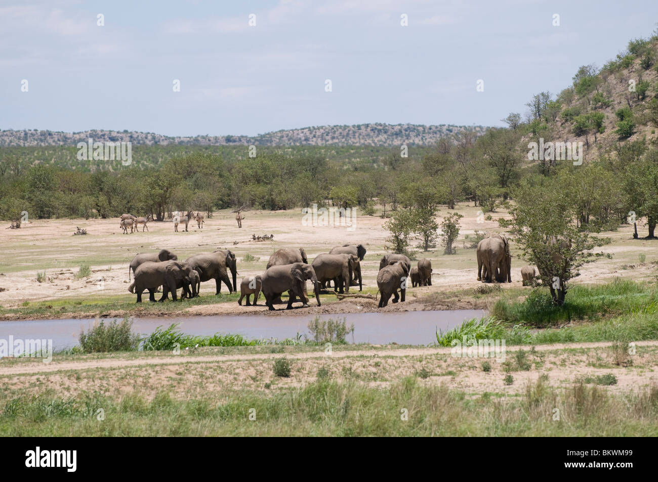Elephants at a waterhole, Hobatere, Damaraland, Kunene region, Namibia Stock Photo