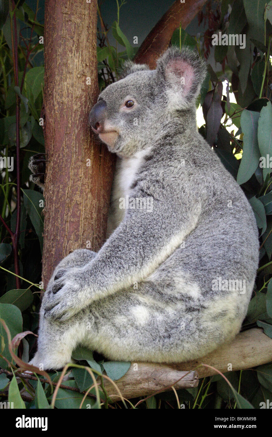 Australian Koala sitting in a tree at Australia Zoo Stock Photo - Alamy